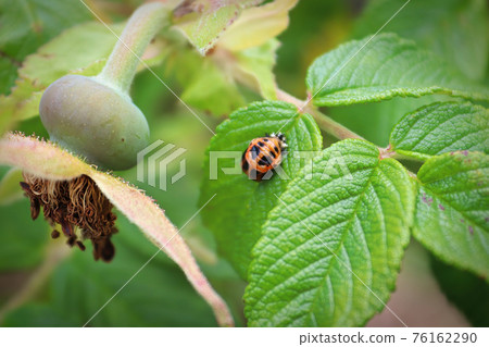 A ladybug pupa on a wild rose bush leaf A ladybug pupa on a wild rose bush leaf 76162290