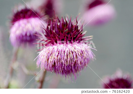 日本最大的紫花菊花 日本最大的紫花菊花 76162420