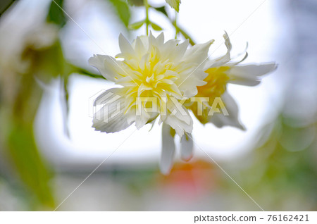 Shirai bulb begonia hanging from the pot Shirai bulb begonia hanging from the pot 76162421