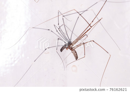 Adult Cellar Spiders Adult Cellar Spiders 76162621
