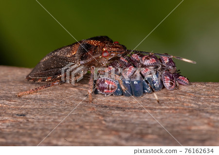 Adult Female Stink bug Adult Female Stink bug 76162634