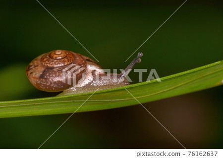 Asian Tramp Snail Asian Tramp Snail 76162637
