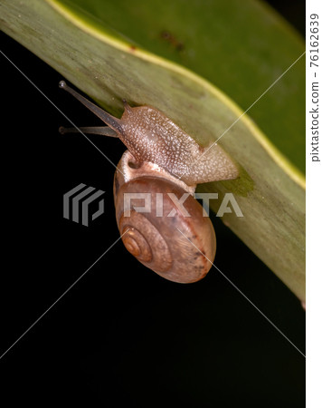 Asian Tramp Snail 76162639