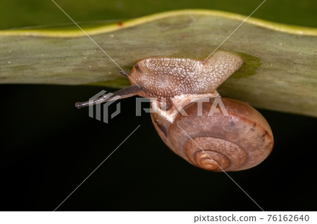 Asian Tramp Snail 76162640