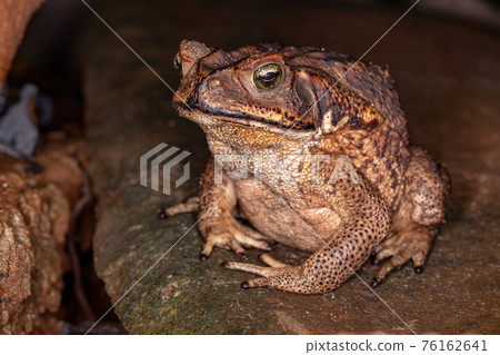 Adult Cururu Toad 76162641