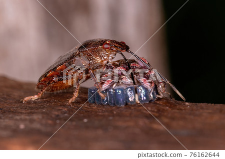 Adult Female Stink bug Adult Female Stink bug 76162644