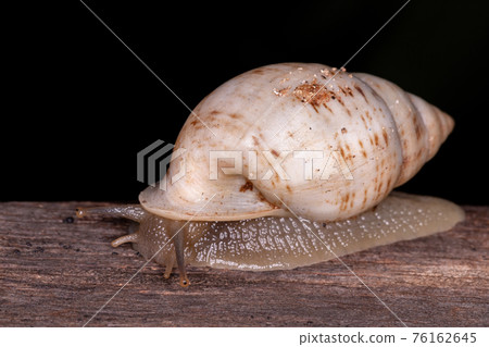 White Helicinan Snail White Helicinan Snail 76162645