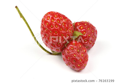 Ugly organic heirloom home grown strawberries isolated on White Background. 76163199