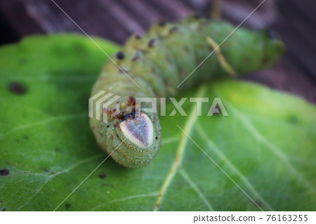 The head on an overturned poplar hawk-moth 76163255