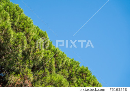 Green pine tree with long needles on a background of blue sky. Freshness, nature, concept. Pinus pinea 76163258