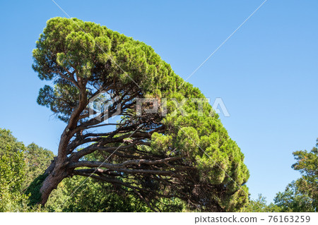 Green pine tree with long needles on a background of blue sky. Freshness, nature, concept. Pinus pinea 76163259