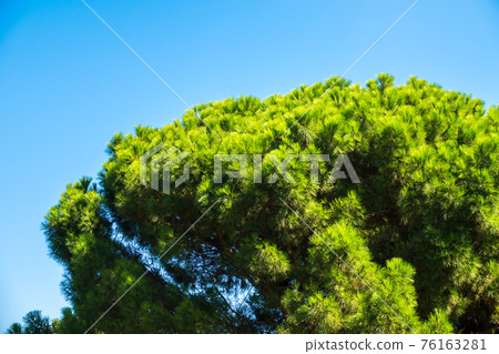 Green pine tree with long needles on a background of blue sky. Freshness, nature, concept. Latin: Pinus brutia 76163281