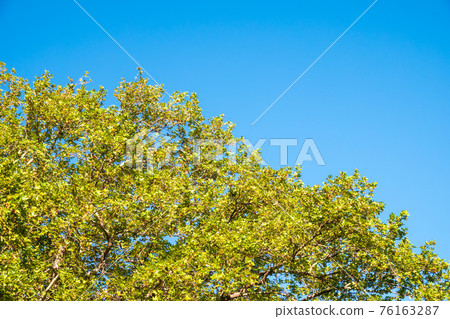 Green Leaves of Pltatanus oreintalis tree on blue sky background 76163287