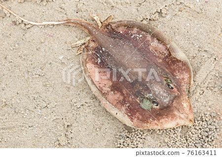 brown stingray with long tail spike in clear water on a sandy beach background brown stingray with long tail spike in clear water on a sandy beach background 76163411