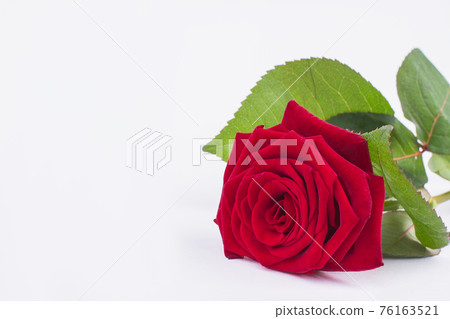 Red rose isolated on white background. 76163521