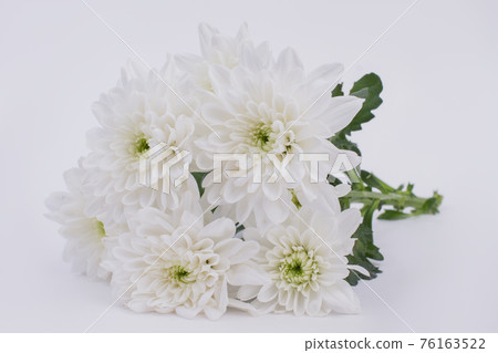 White chrysanthemum flowers background. 76163522