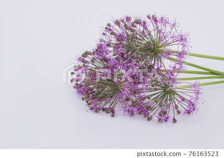 Allium flowers on light background. 76163523