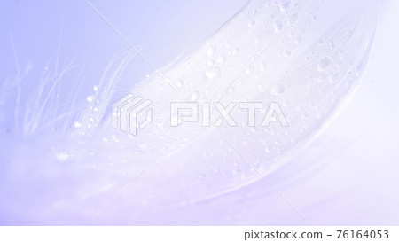 Feather background. Nature bird feather texture closeup on white in macro photography, soft focus. Abstract. Coral pink color trends and vintage. 76164053