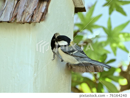 Child-rearing season Great tit checking the birdhouse 76164240