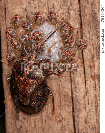 Adult Female Stink bug Adult Female Stink bug 76164364