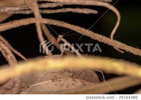Brazilian Small Mantid 76164366