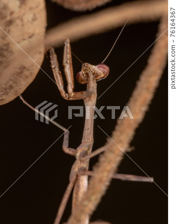 Brazilian Small Mantid Brazilian Small Mantid 76164367