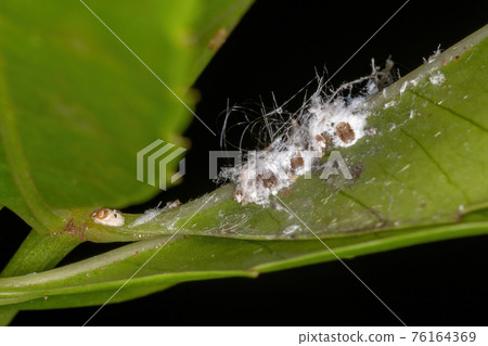 White Scale Insects 76164369