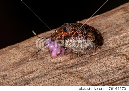 Adult Female Stink bug 76164370