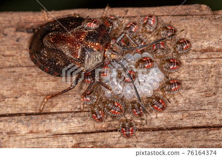 Adult Female Stink bug Adult Female Stink bug 76164374