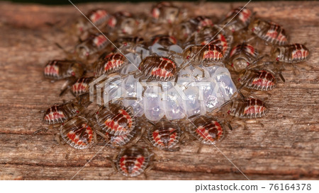 Stink bug Nymphs 76164378