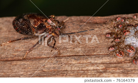 Adult Female Stink bug 76164379