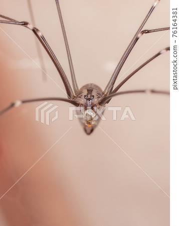Adult Cellar Spider Adult Cellar Spider 76164381