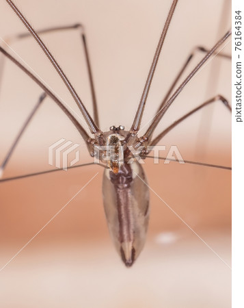 Adult Cellar Spider Adult Cellar Spider 76164384