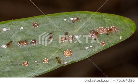 Tortoise Scales Insects 76164386