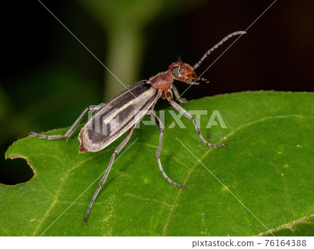 Burning Blister Beetle 76164388