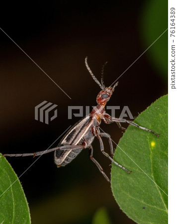 Burning Blister Beetle Burning Blister Beetle 76164389