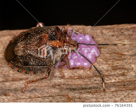 Adult Female Stink bug Adult Female Stink bug 76164391