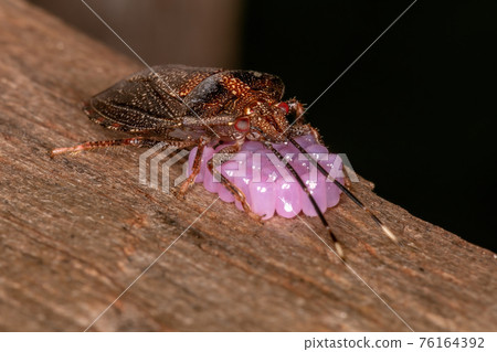 Adult Female Stink bug 76164392