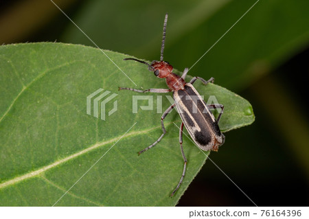 Burning Blister Beetle 76164396