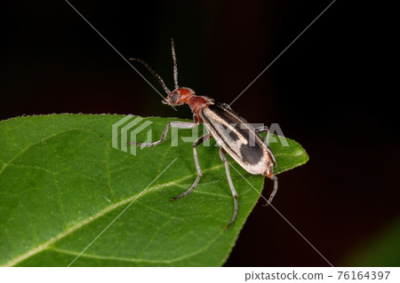 Burning Blister Beetle 76164397