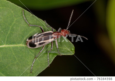 Burning Blister Beetle 76164398