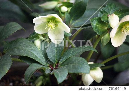 聖誕節玫瑰白花 聖誕節玫瑰白花 76164449