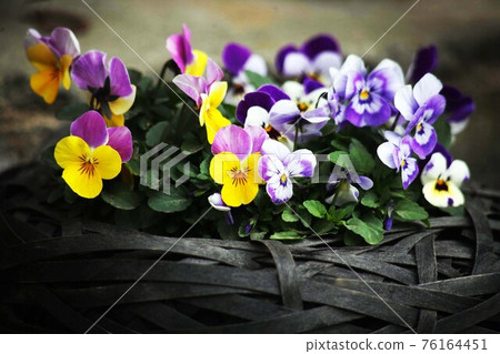 中提琴黃色和紫色的花朵 中提琴黃色和紫色的花朵 76164451