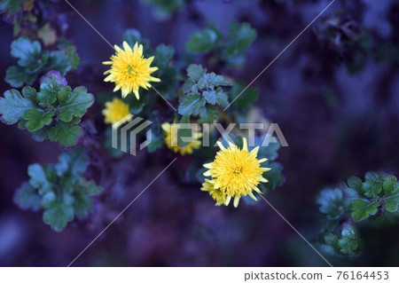 Kangiku yellow small chrysanthemum flower Kangiku yellow small chrysanthemum flower 76164453
