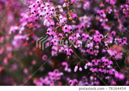 Erica canaliculata 粉紅色的小花盛開 Erica canaliculata 粉紅色的小花盛開 76164454