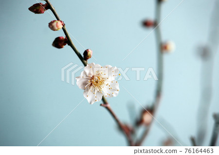 Early blooming white plum blossoms Early blooming white plum blossoms 76164463