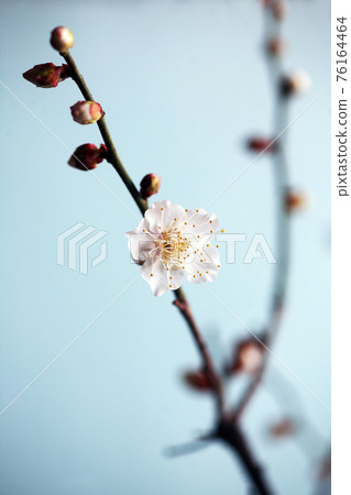 Early blooming white plum blossoms 76164464