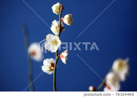 盛開的白梅花 盛開的白梅花 76164469