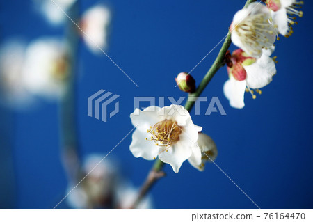 盛開的白梅花 盛開的白梅花 76164470
