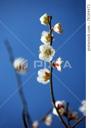 盛開的白梅花 盛開的白梅花 76164471